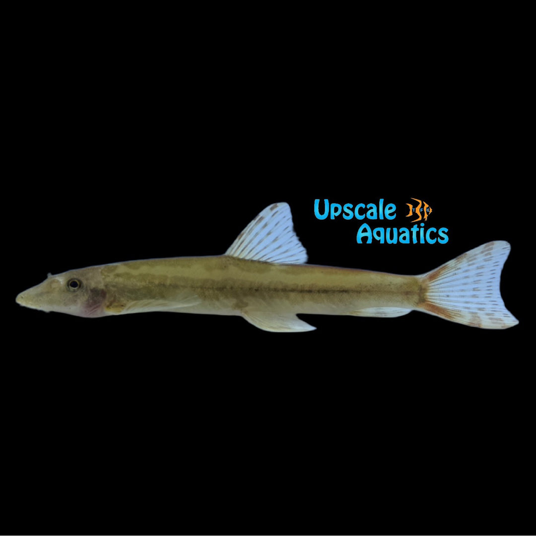 Mallard Hillstream Loach (Formosania chenyiyui)