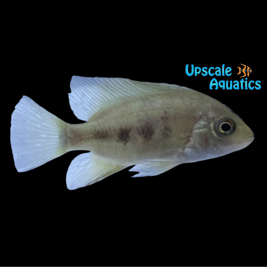 Golden Mojarra Cichlid (Cincelichthys bocourti)
