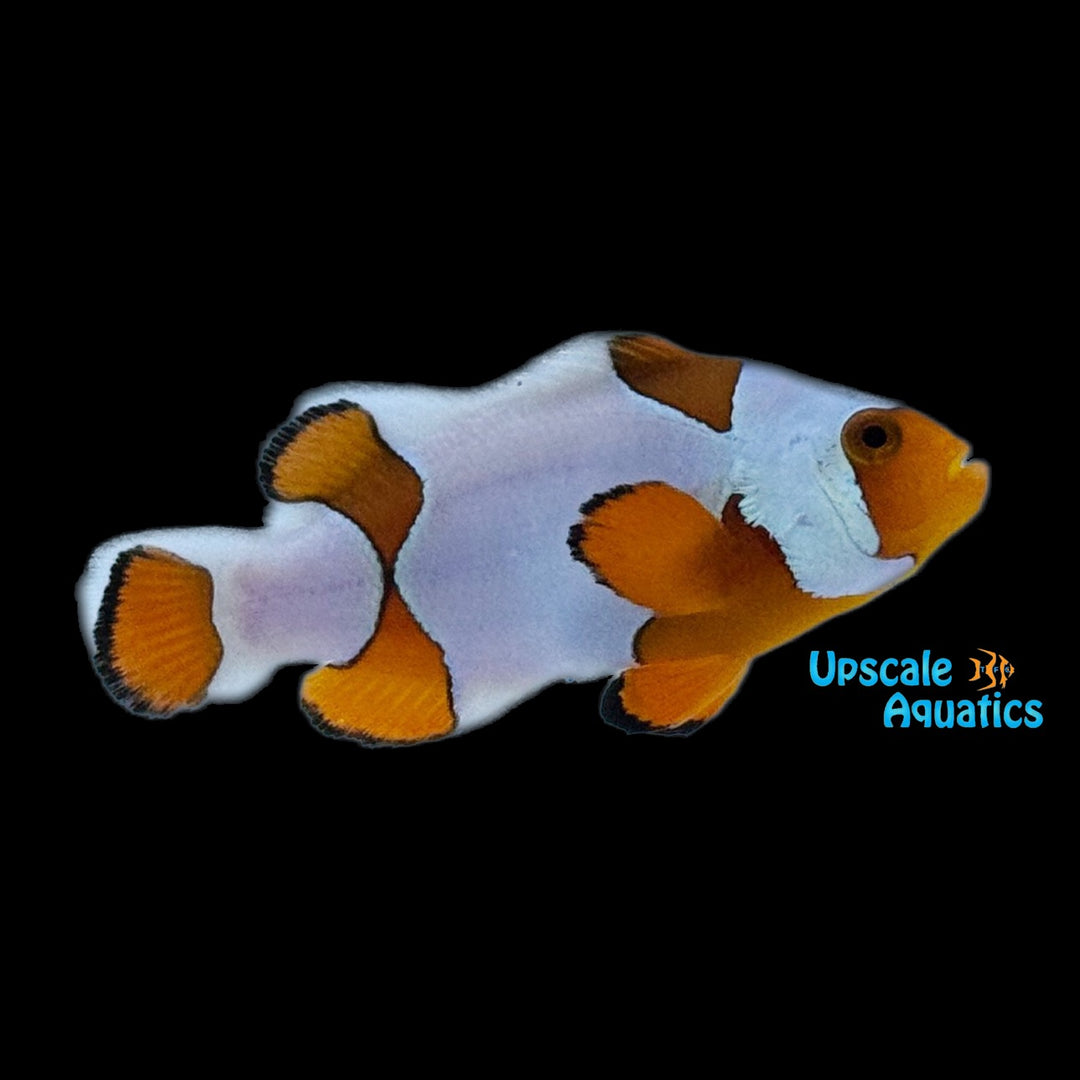 Nebula Percula Clownfish - Grade B (Amphiprion percula)