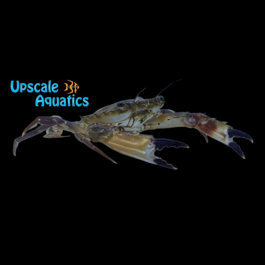 Bocourt Black Claw Swimming Crab (Callinectes bocourt)