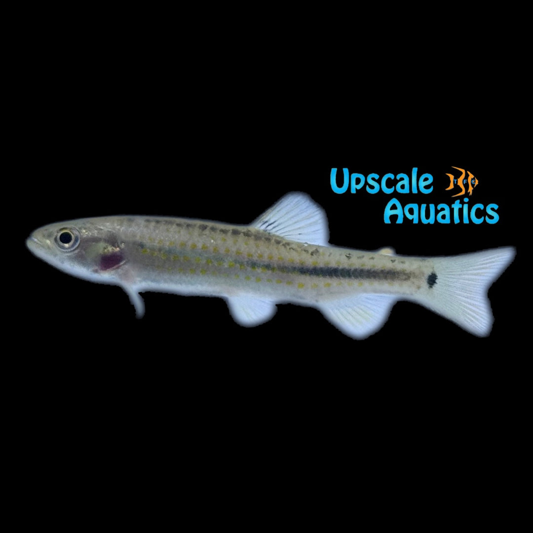 Gold Wolf Tetra (Piabucina cf. intermedia)