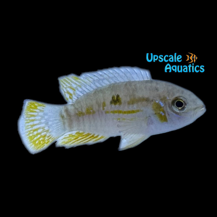 Araguaia Dwarf Acara (Laetacara araguaiae)