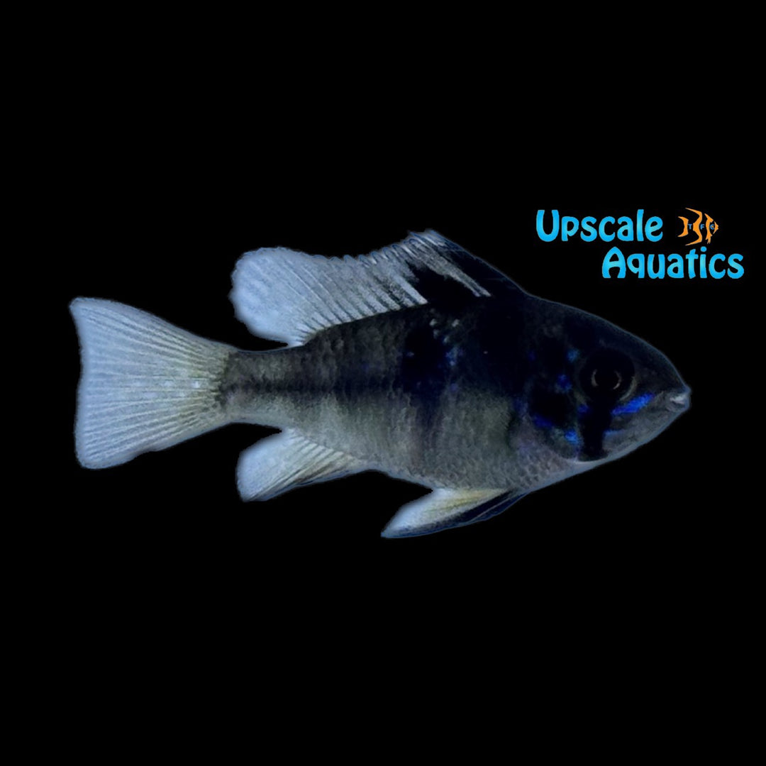 Dark Blue German Ram (Mikrogeophagus ramirezi 'Dark Blue')