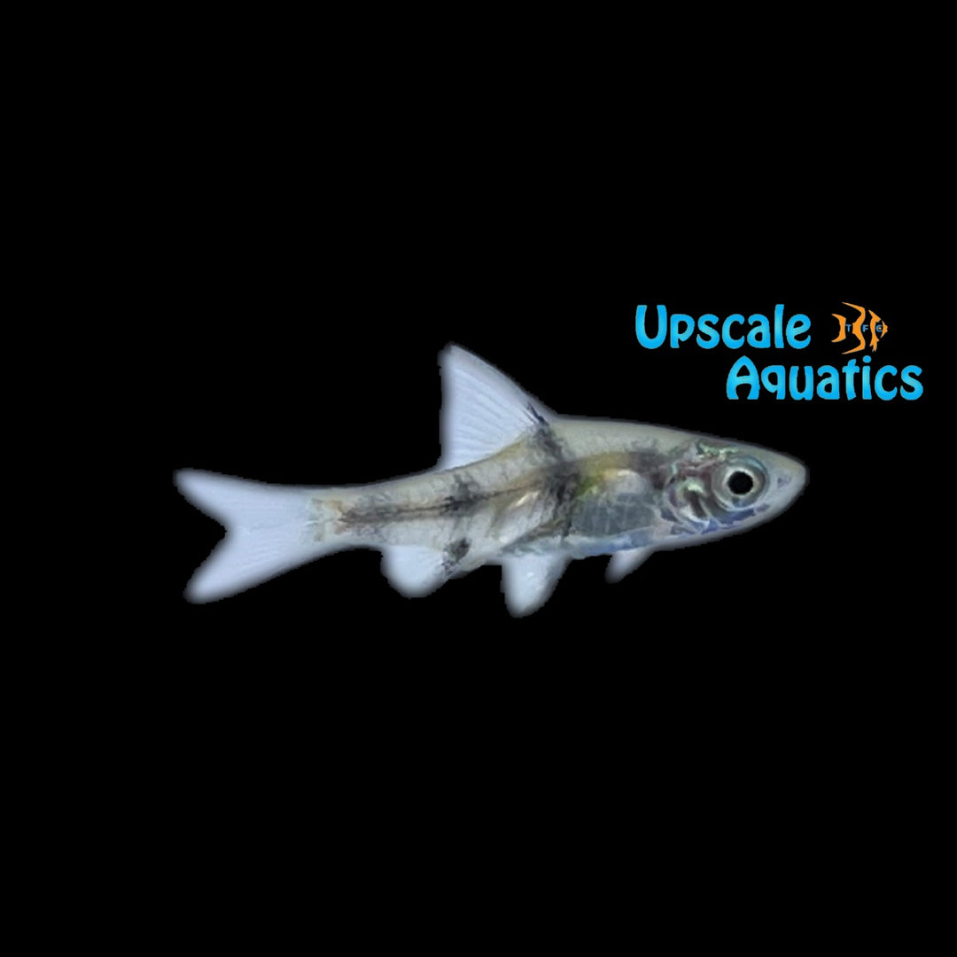 Golden Dwarf Barb (Pethia gelius)