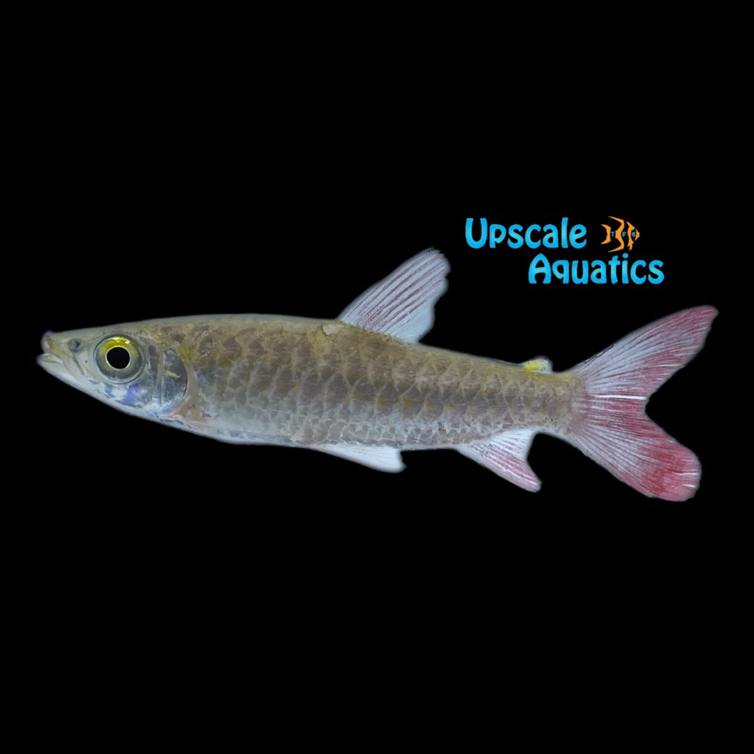 Pinktail Chalceus (Chalceus macrolepidotus)