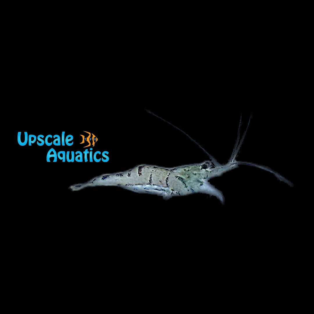 Snowy Sulawesi Shrimp (Caridina dennerli)