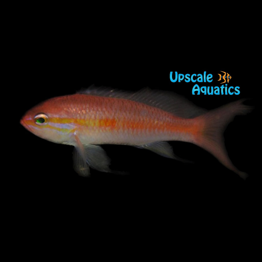 Japanese Threadfin Anthias (Tosana niwae)