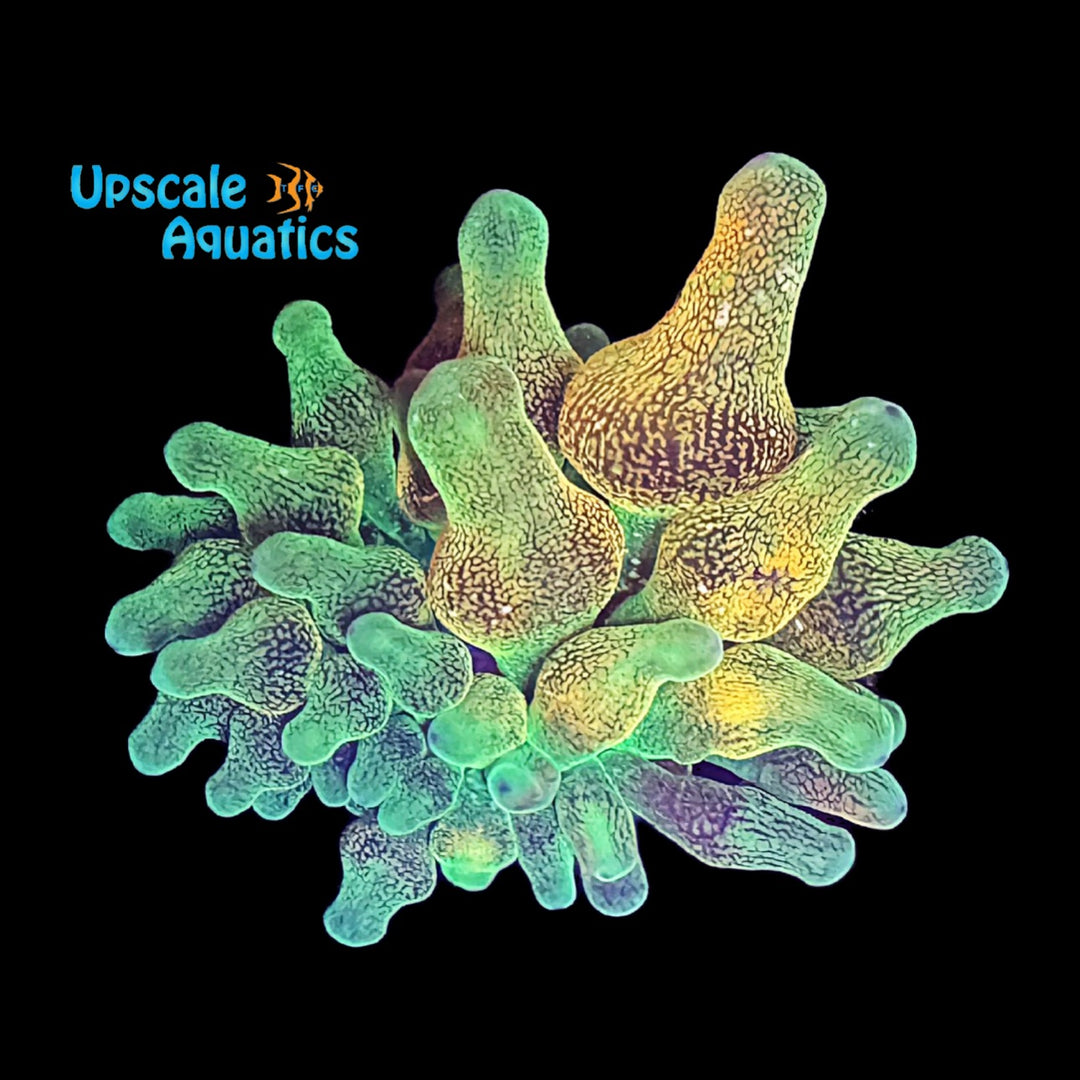 ECC Warp Drive Bubbletip Anemone (Entacmaea quadricolor)