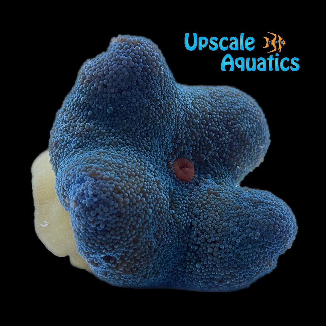Blue Carpet Anemone (Stichodactyla haddoni)