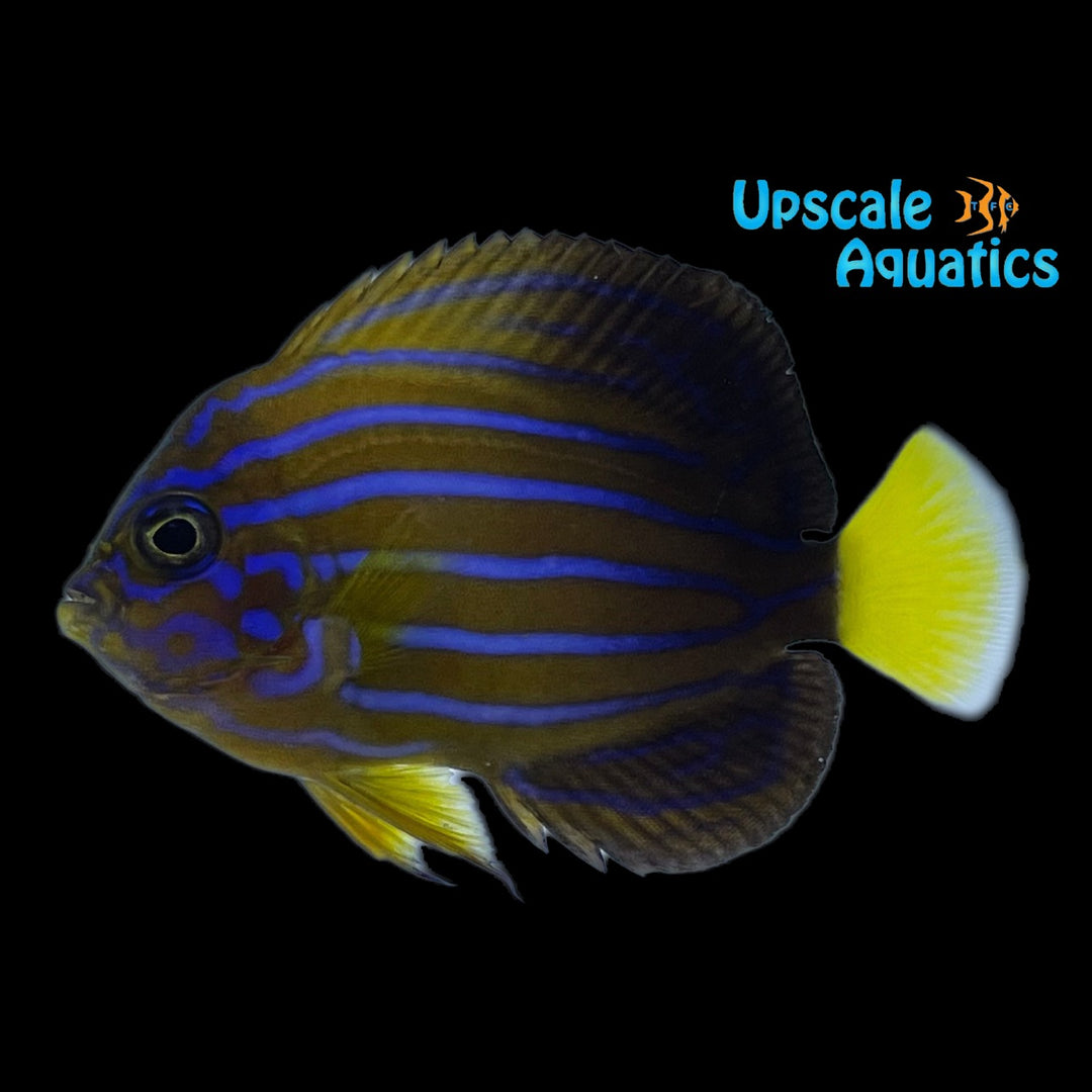 Blueline Angelfish (Chaetodontoplus septentrionalis)