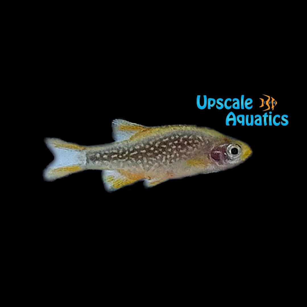 Gold Celestial Pearl Danio (Danio margaritatus)