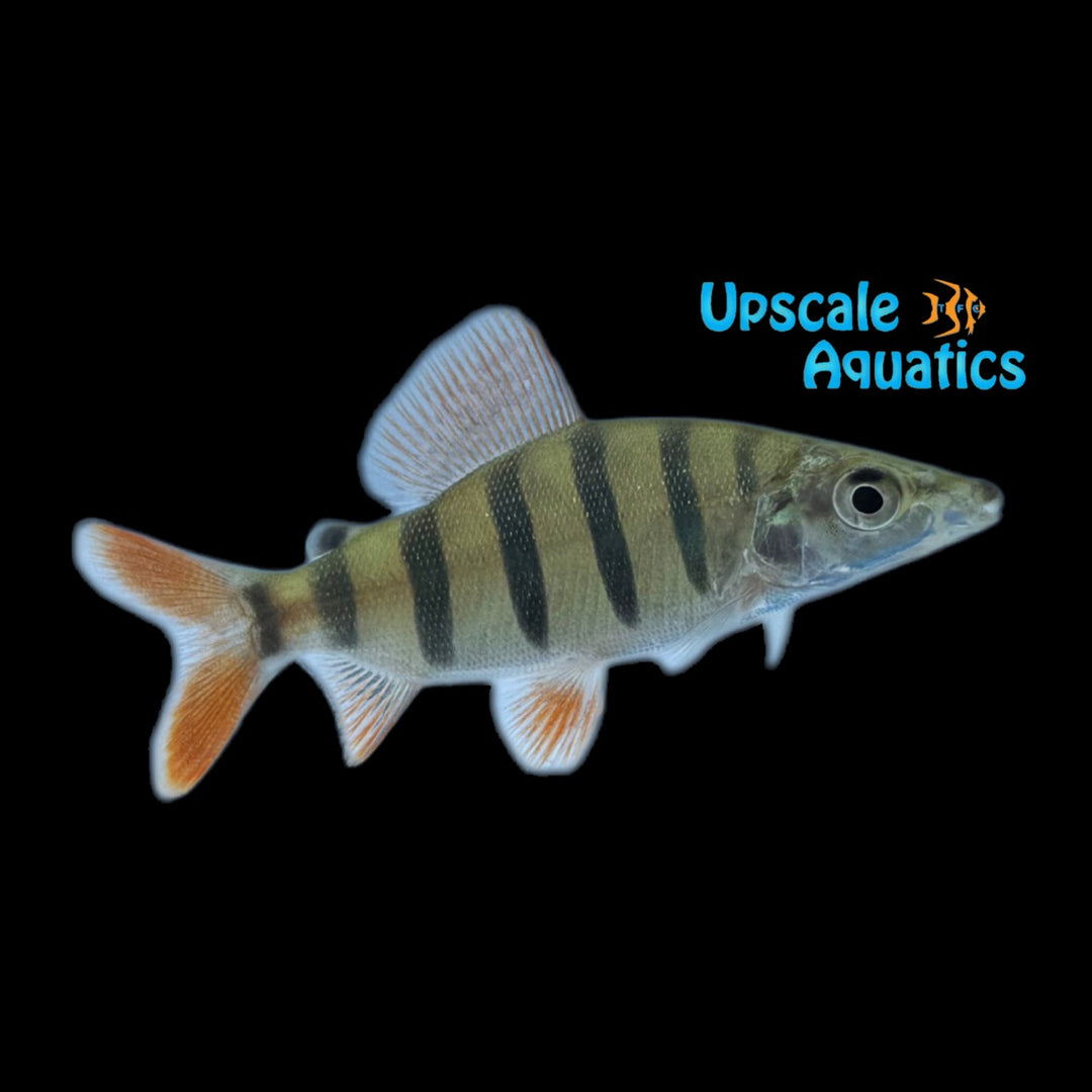 Long Nosed Distichodus (Distichodus luosso)