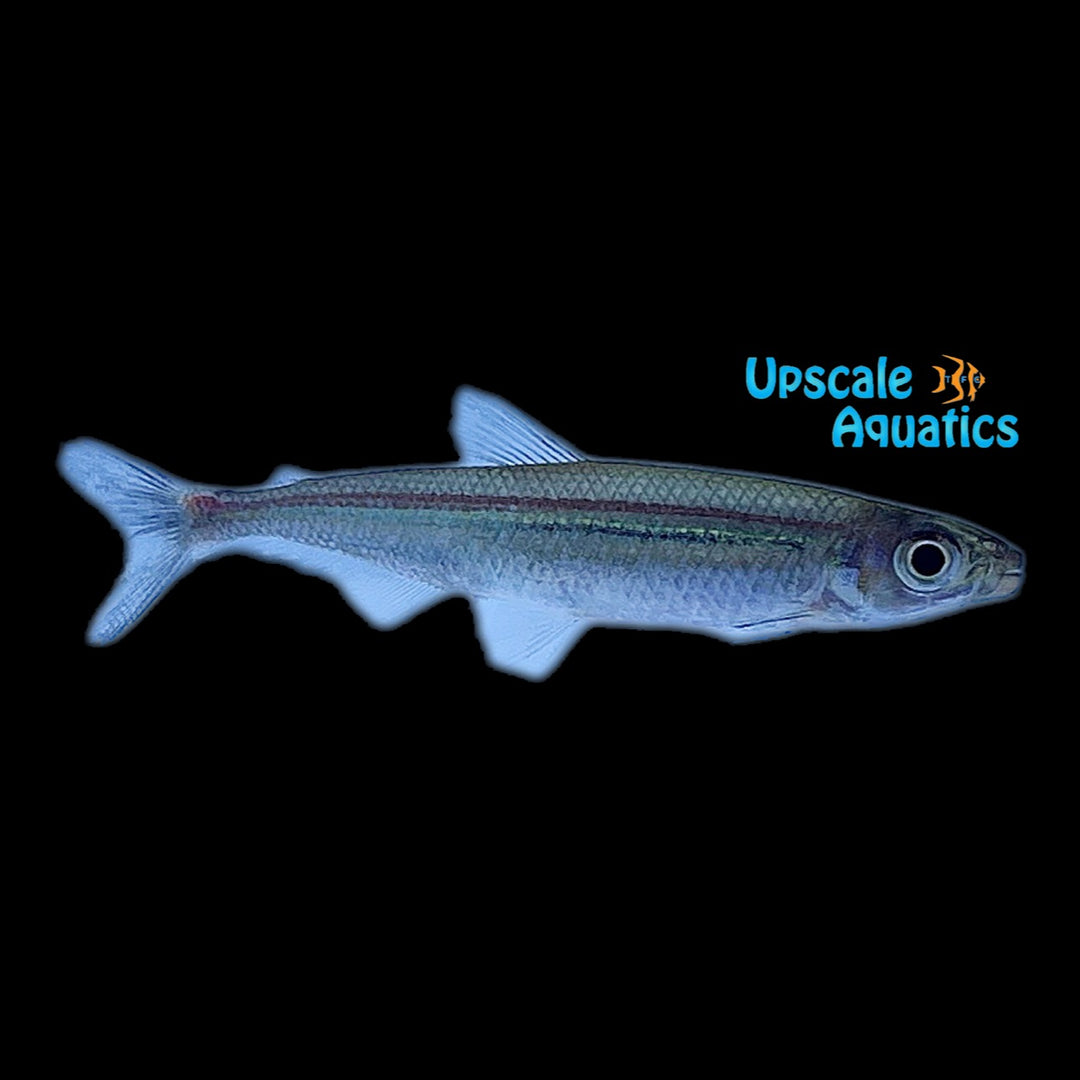 Red Line Lizard Tetra (Iguanodectes geisleri)