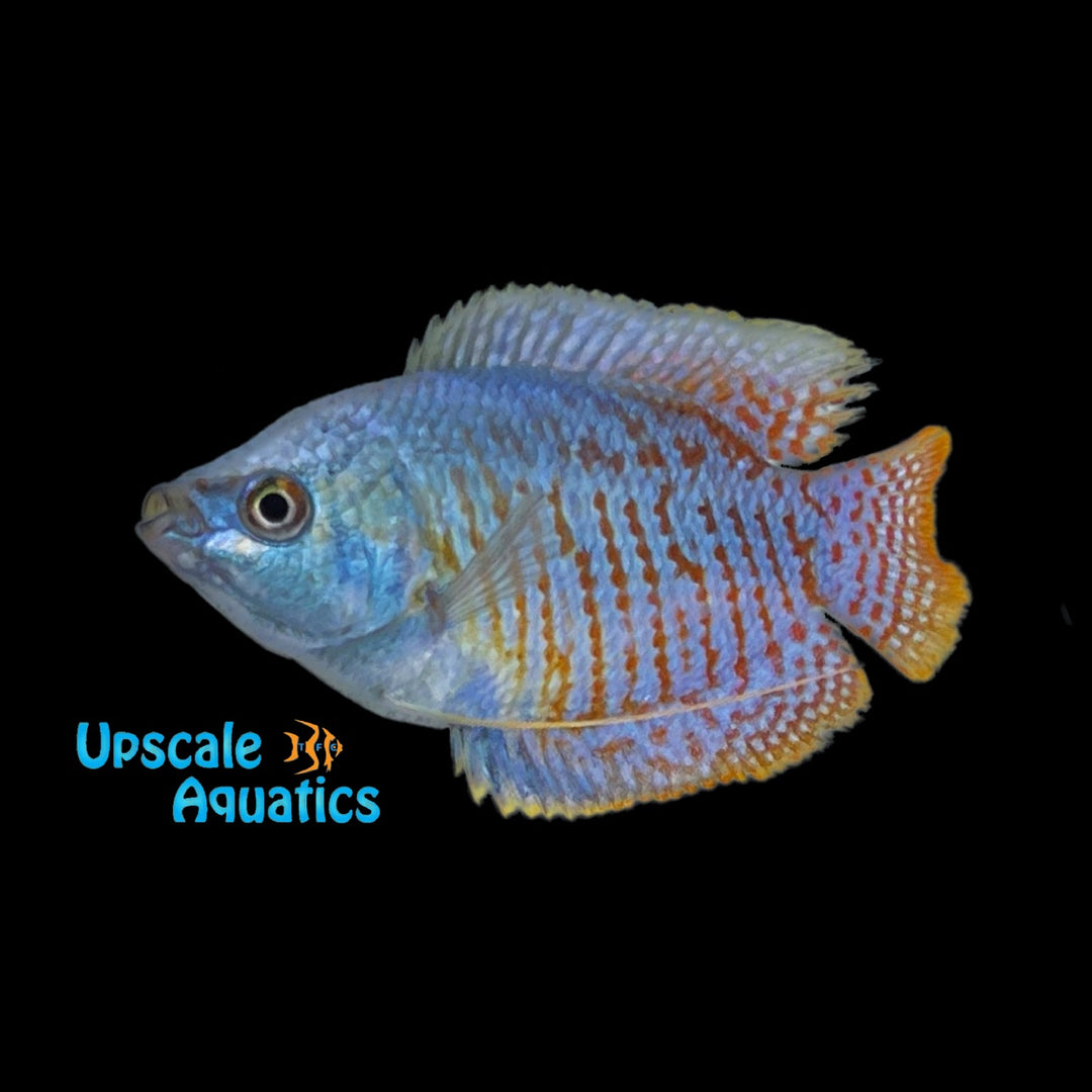 Cobalt Blue Dwarf Gourami (Trichogaster lalius)
