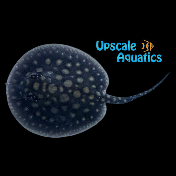 Black Diamond x Motoro Stingray Hybrid - Captive Bred (Potamotrygon leopoldi x Potamotrygon motoro)