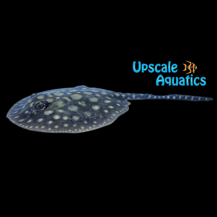 Black Diamond x Motoro Stingray Hybrid - Captive Bred (Potamotrygon leopoldi x Potamotrygon motoro)