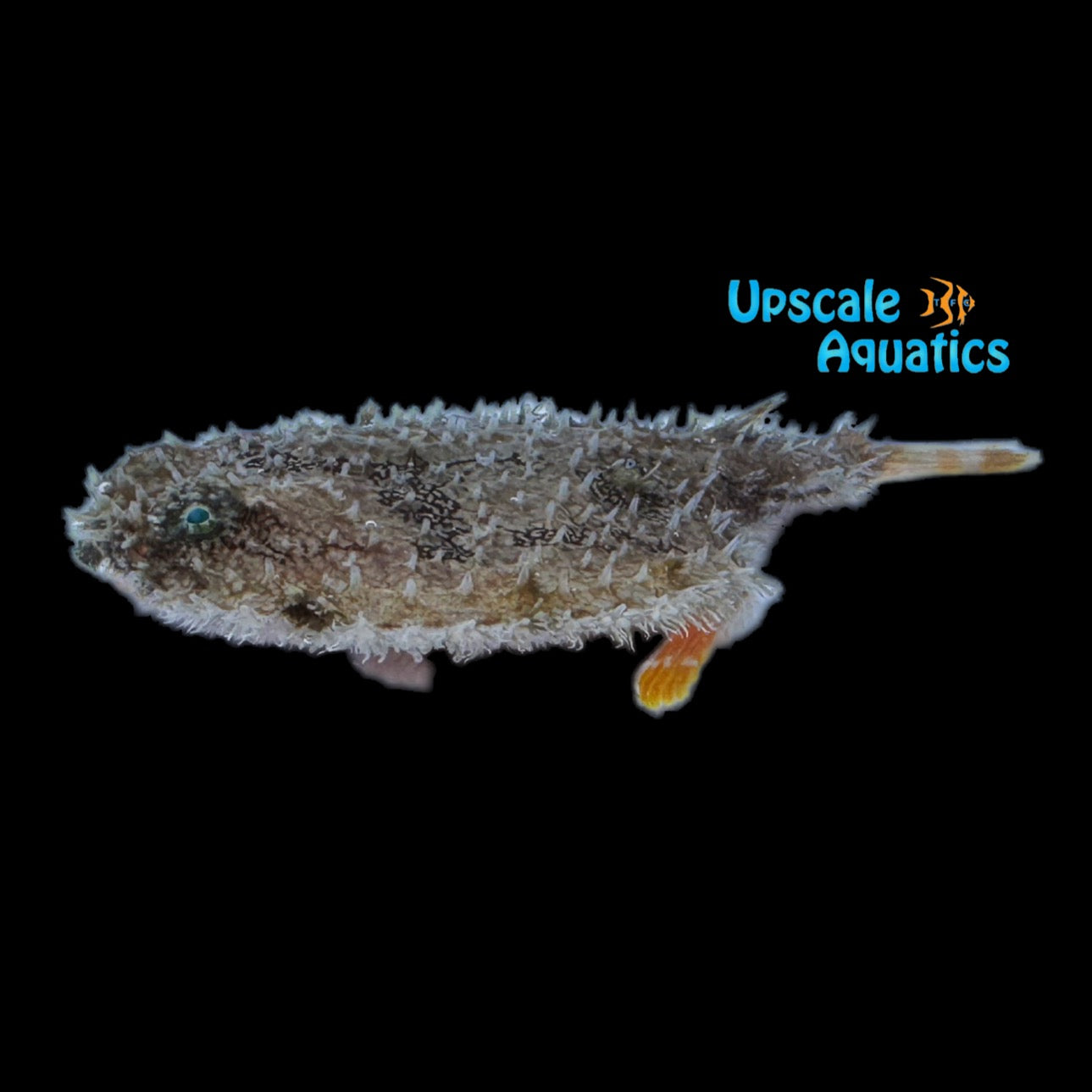 Pancake Batfish (Halieutichthys aculeatus) Upscale Aquatics