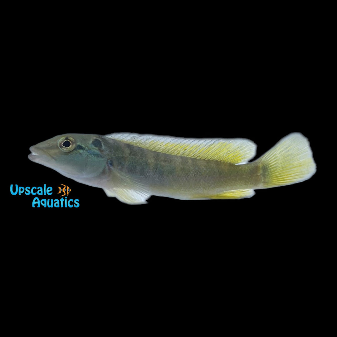 Goby Pike (Crenicichla hadrostigma)