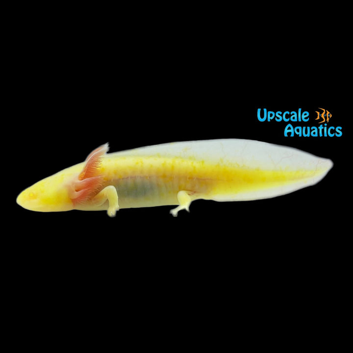 GFP Albino Melanoid Axolotl (Ambystoma mexicanum)