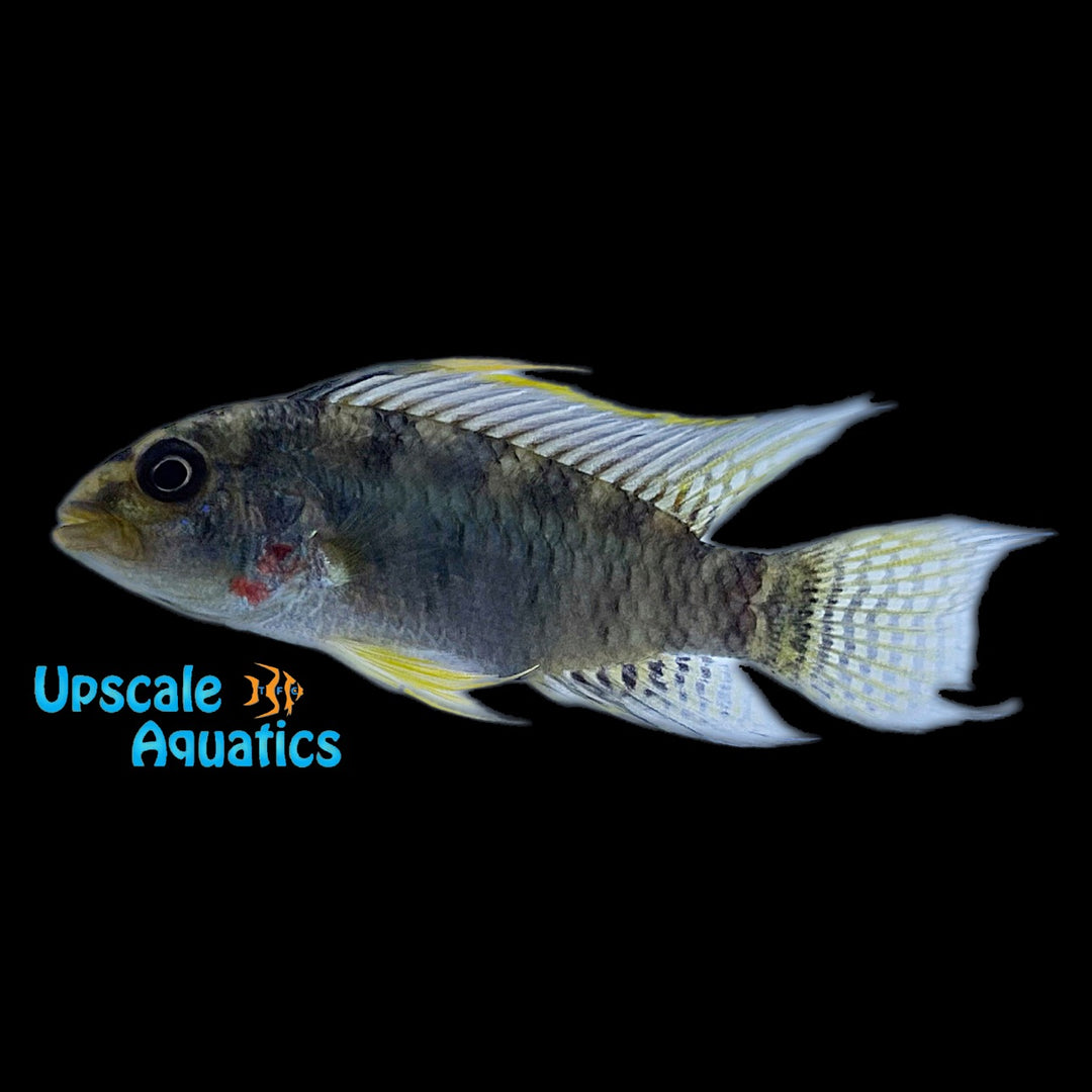Apistogramma Personata 'Rio Vaupes' - Wild (Apistogramma personata)