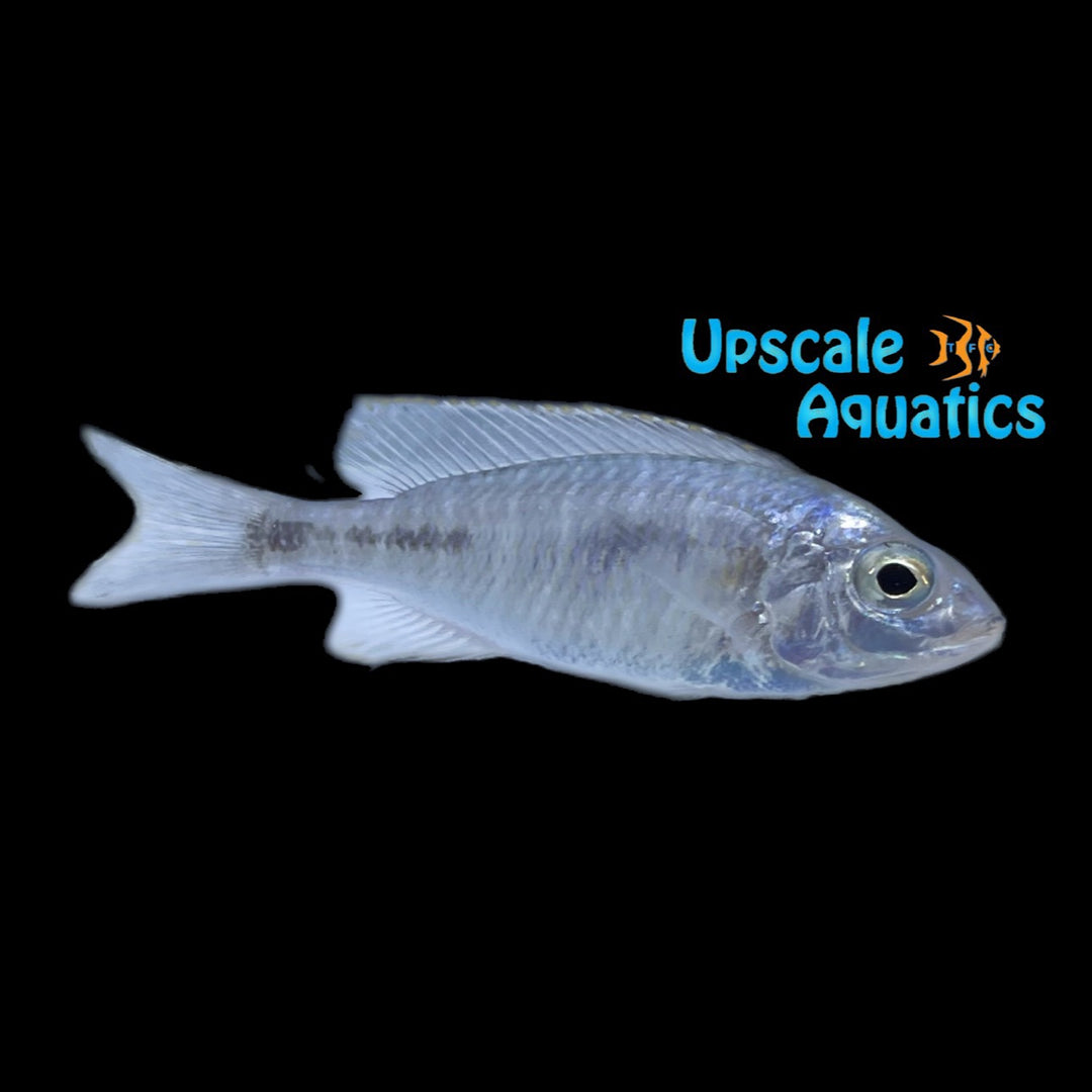 Copadichromis Conophoros