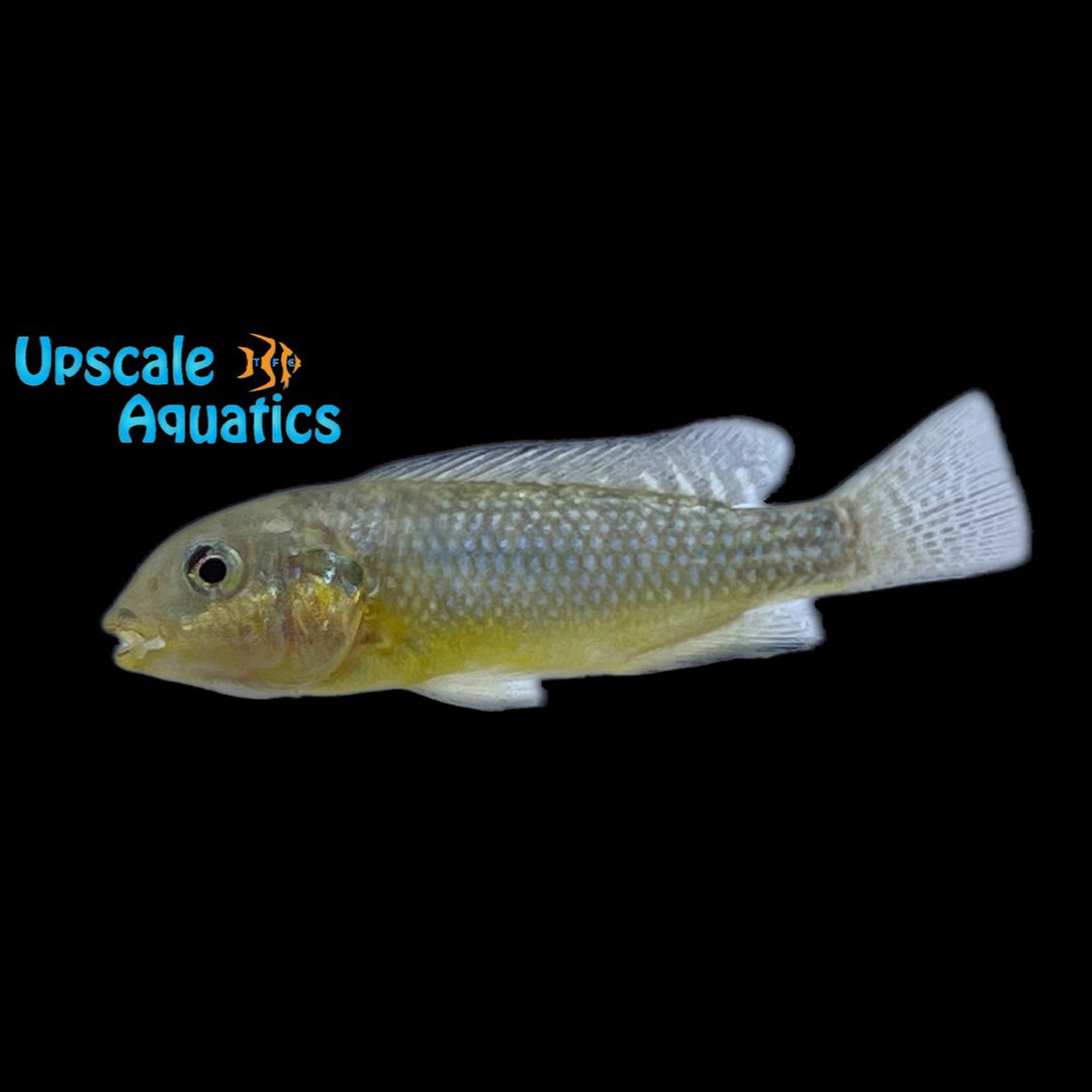 Soda Cichlid (Alcolapia alcalica)
