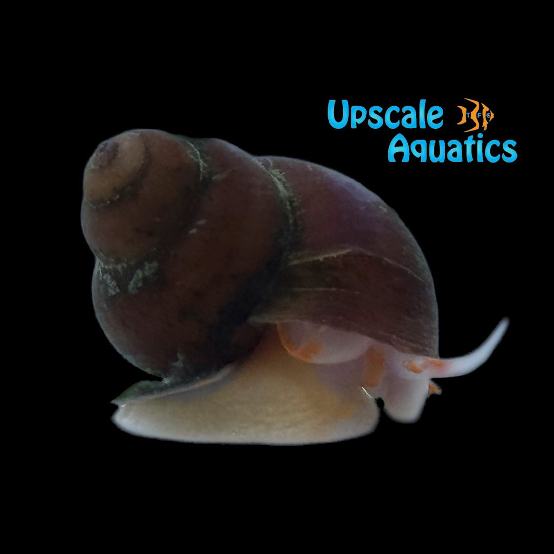 Albino Orange Spotted Papua 'Blueberry' Snail (Filopaludina sp. orange spot)