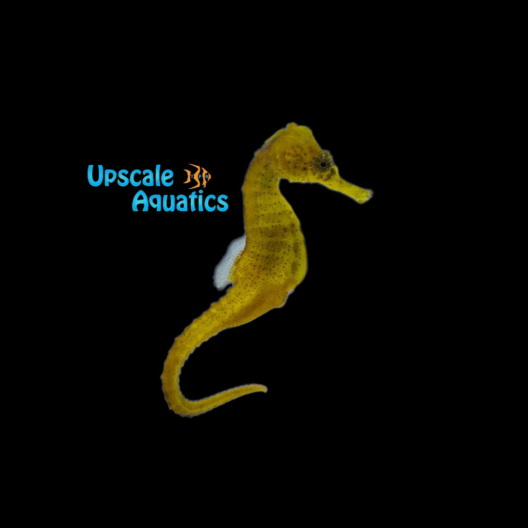 Half Spined Seahorse (Hippocampus semispinosus)