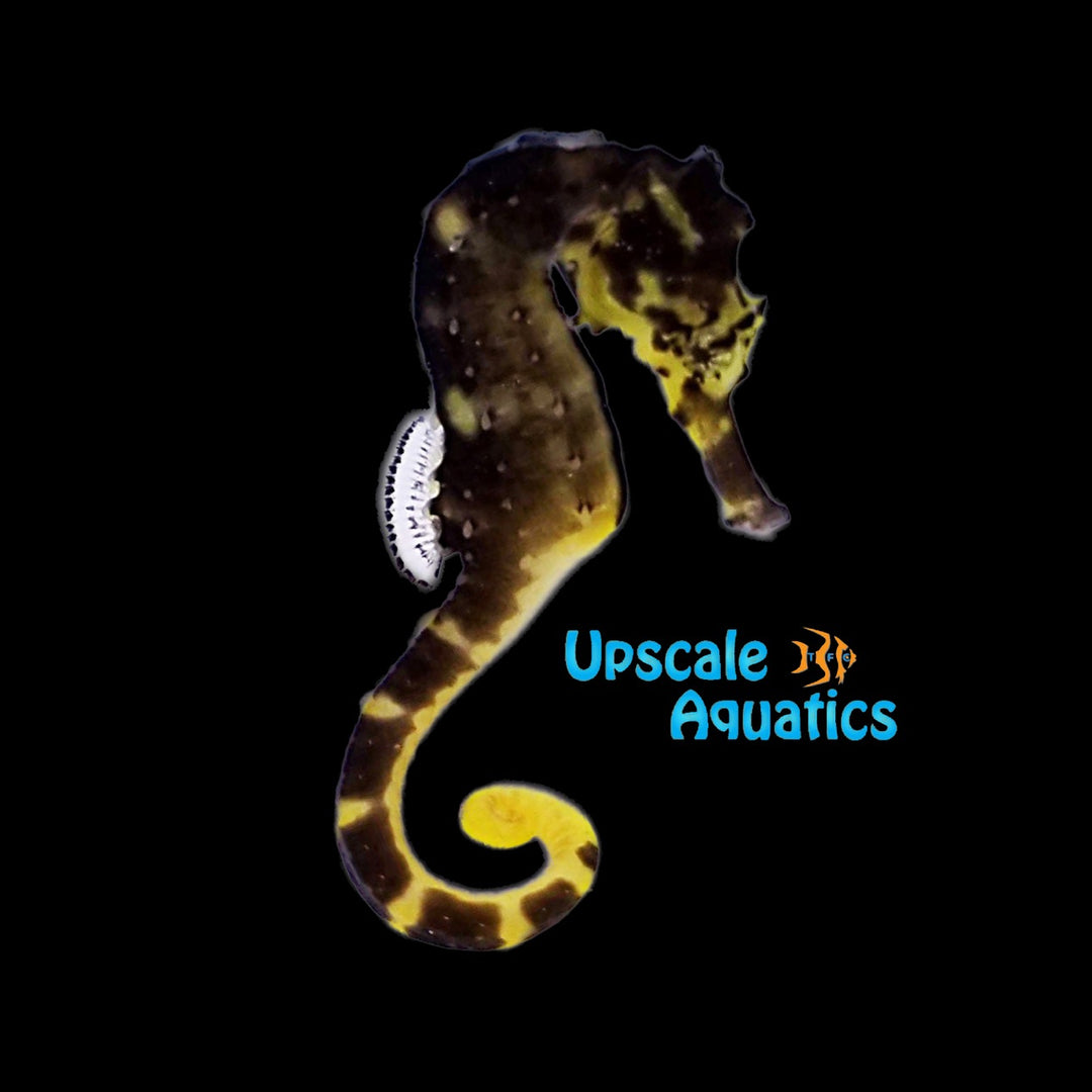 Tiger Tail Seahorse (Hippocampus comes)