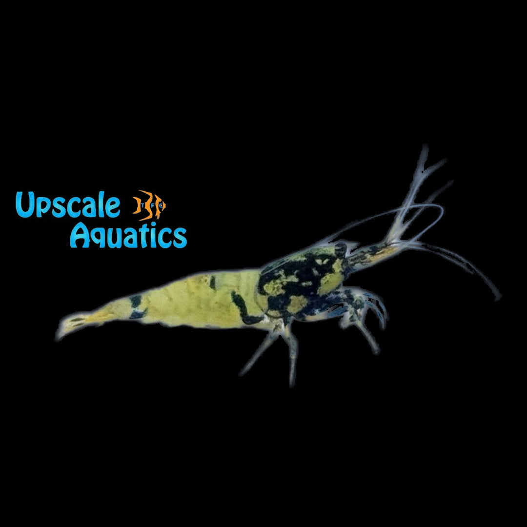 Black Pinto Shrimp (Caridina cantoensis)