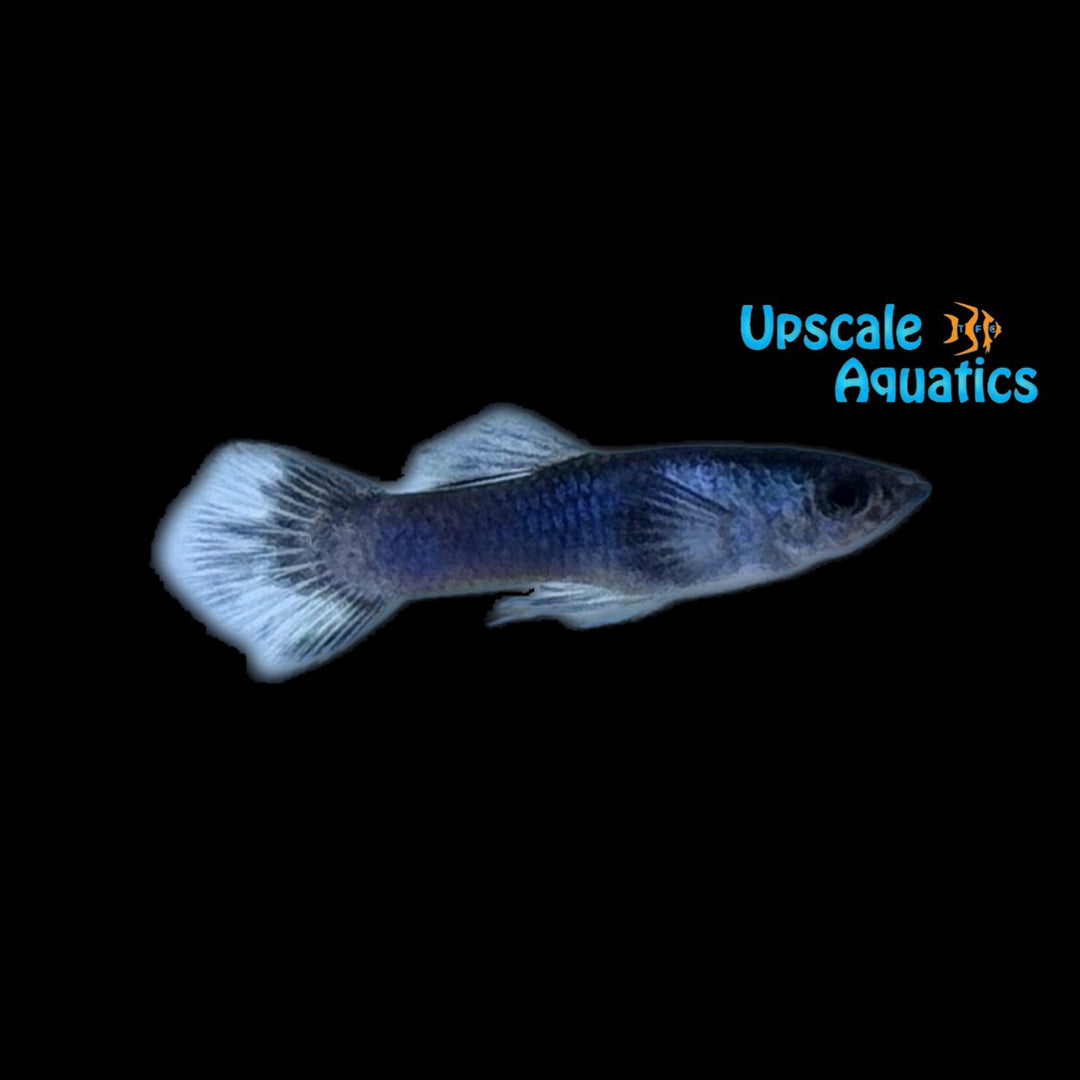 Blue Panda Guppy (Poecilia reticulata)