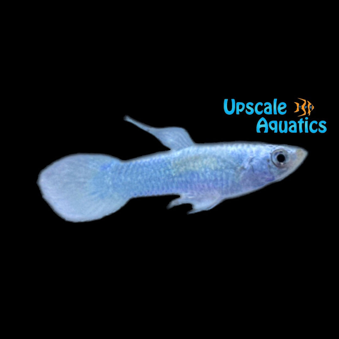 White Moscow Guppy (Poecilia reticulata)