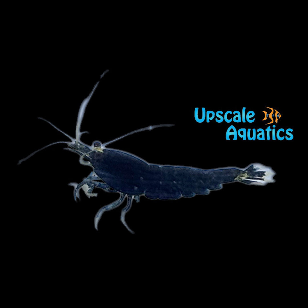 Extreme Black King Kong Shrimp (Caridina cantonensis)