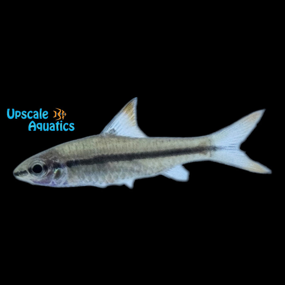 Martorelli's Barb (Enteromius martorell)