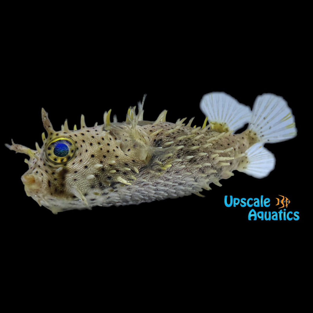 Bridled Burrfish (Chilomycterus antennatus)