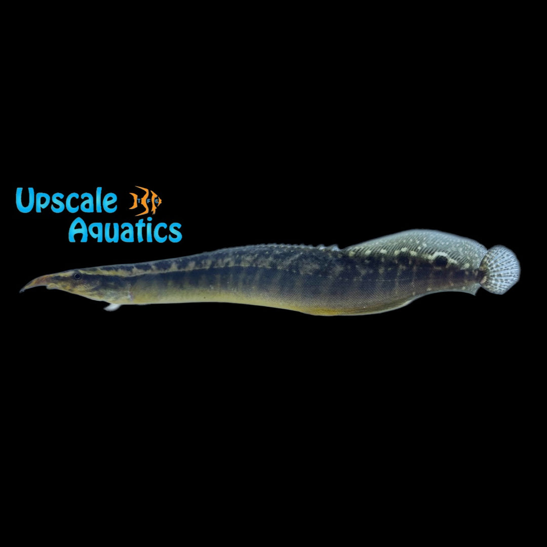 Bangka Spiny Eel (Macrognathus aculeatus 'Bangka')