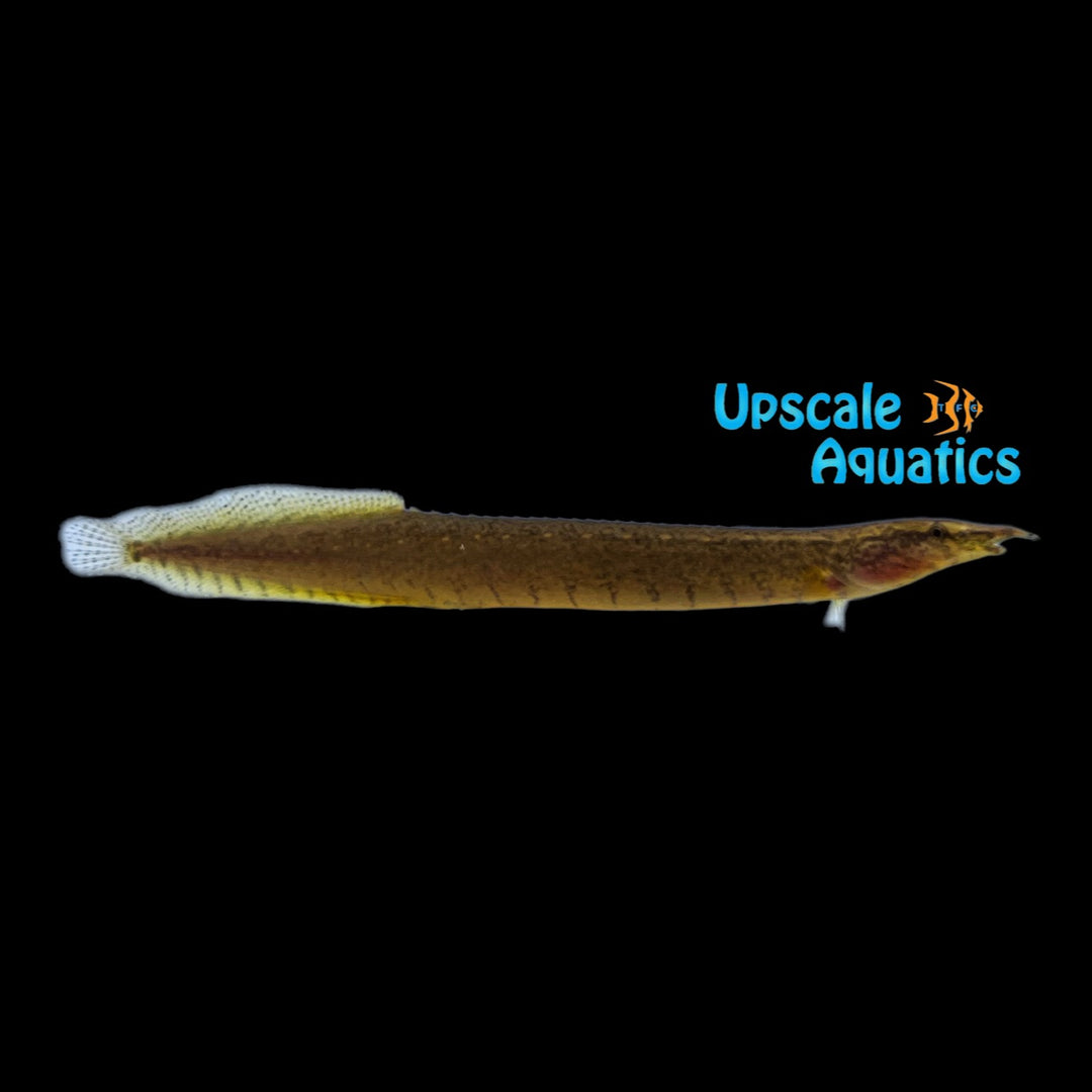 Buff Backed Spiny Eel (Macrognathus maculatus)