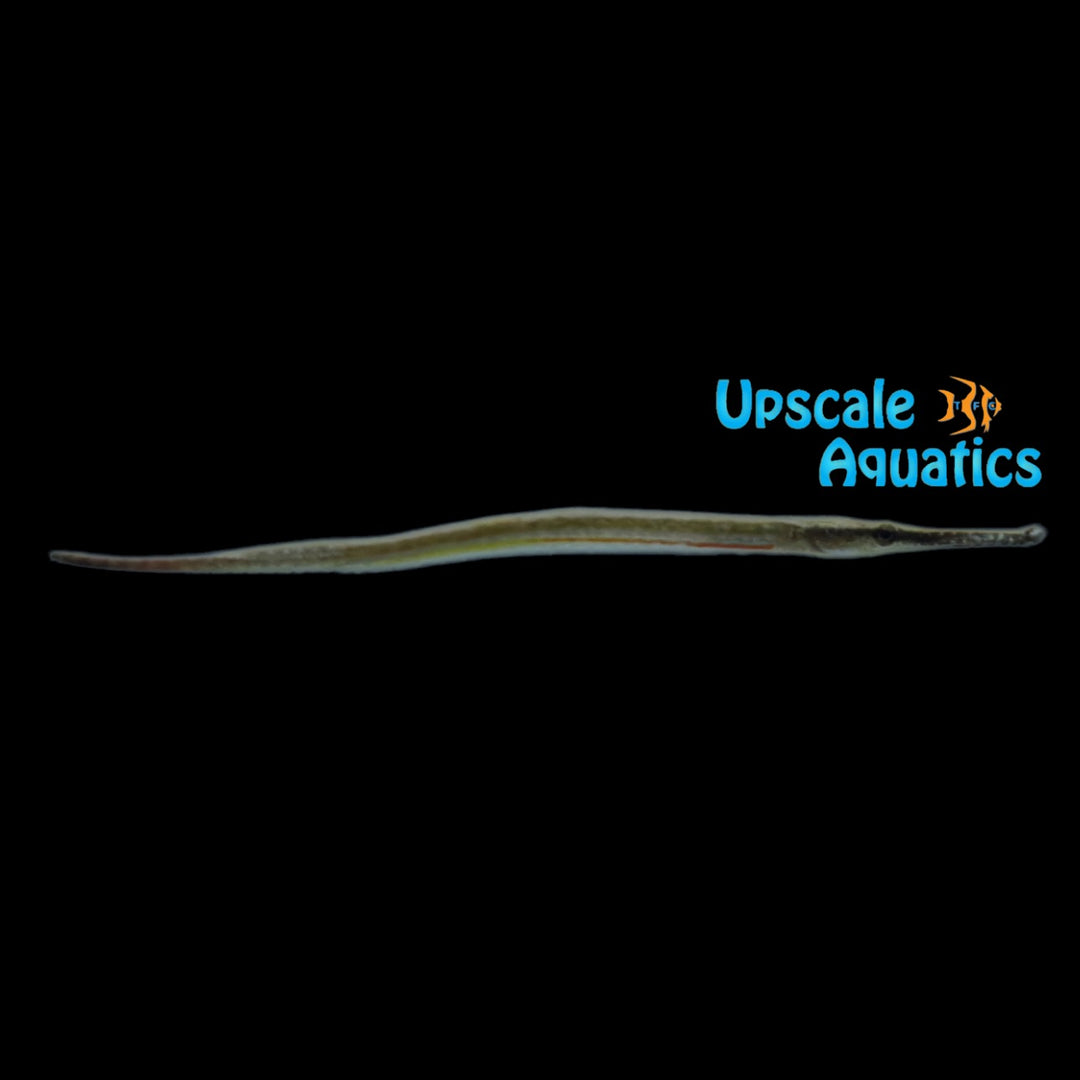 Red Line Freshwater Pipefish (Microphis brachyurus)