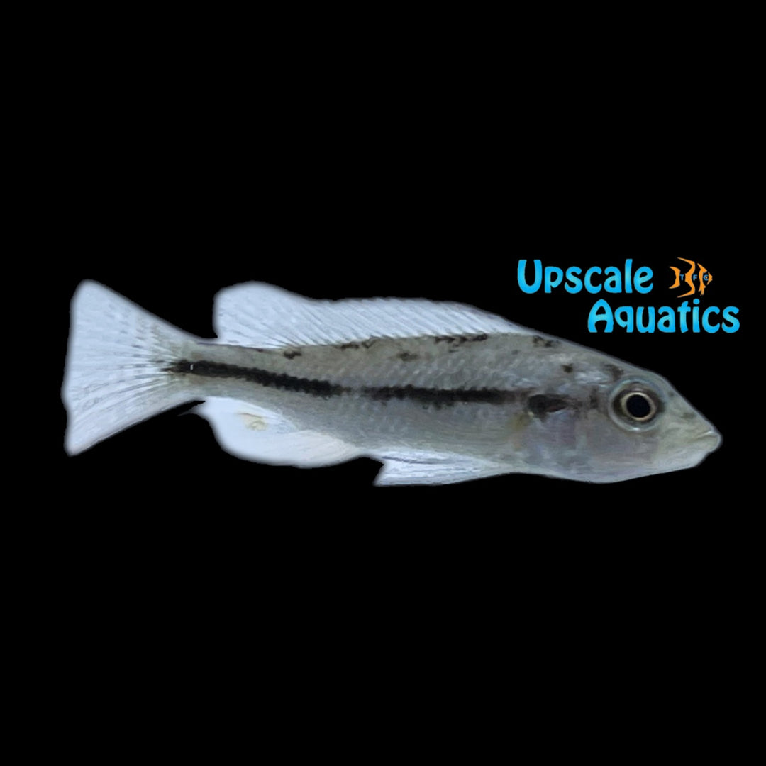 Prognathochromis Perrieri