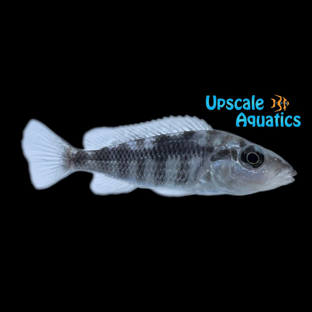 Gnathochromis Pfefferi