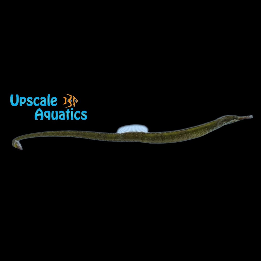 Beady Pipefish (Hippichthys penicillus)