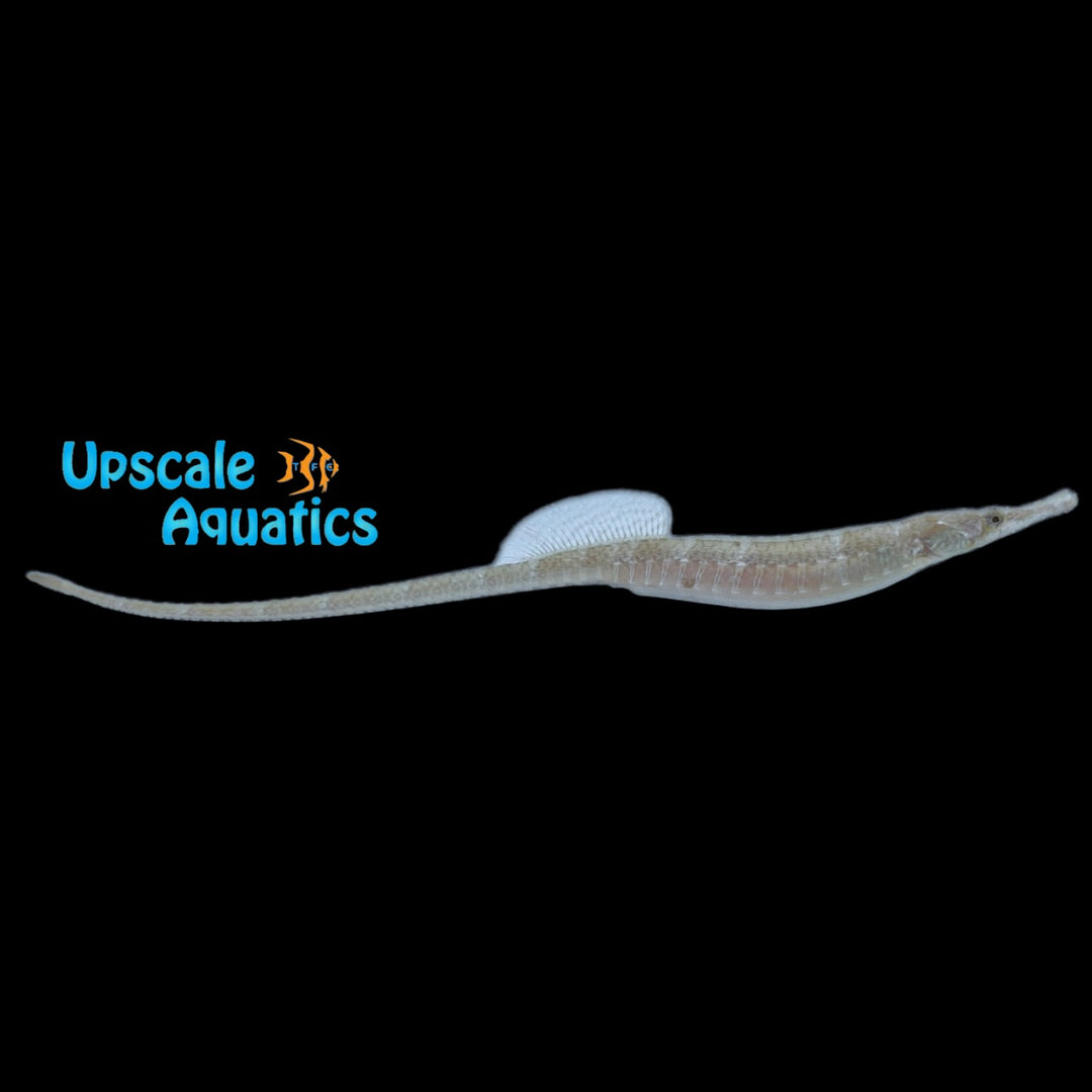 Whitenose Pipefish (Cosmocampus albirostris)