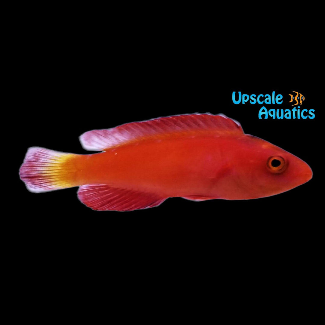 Magma Fairy Wrasse (Cirrhilabrus shutmani)