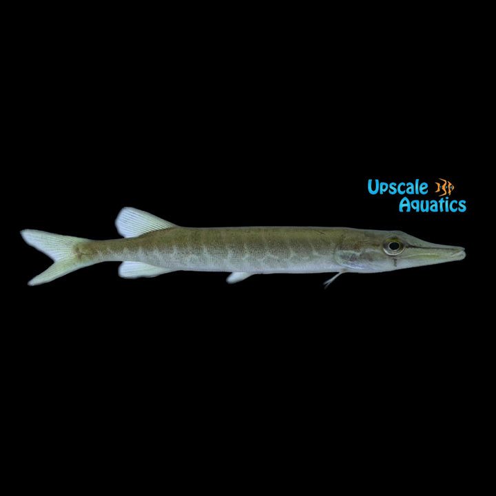 Chain Pickerel (Esox niger)