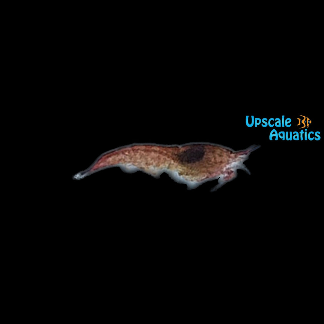 Hawaiian Volcano Shrimp 'Opae Ula' (Halocaridina rubra)