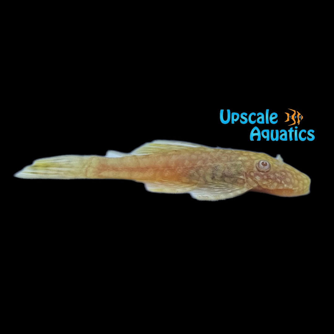 Albino Lemondrop Bristlenose Pleco (Ancistrus sp.)