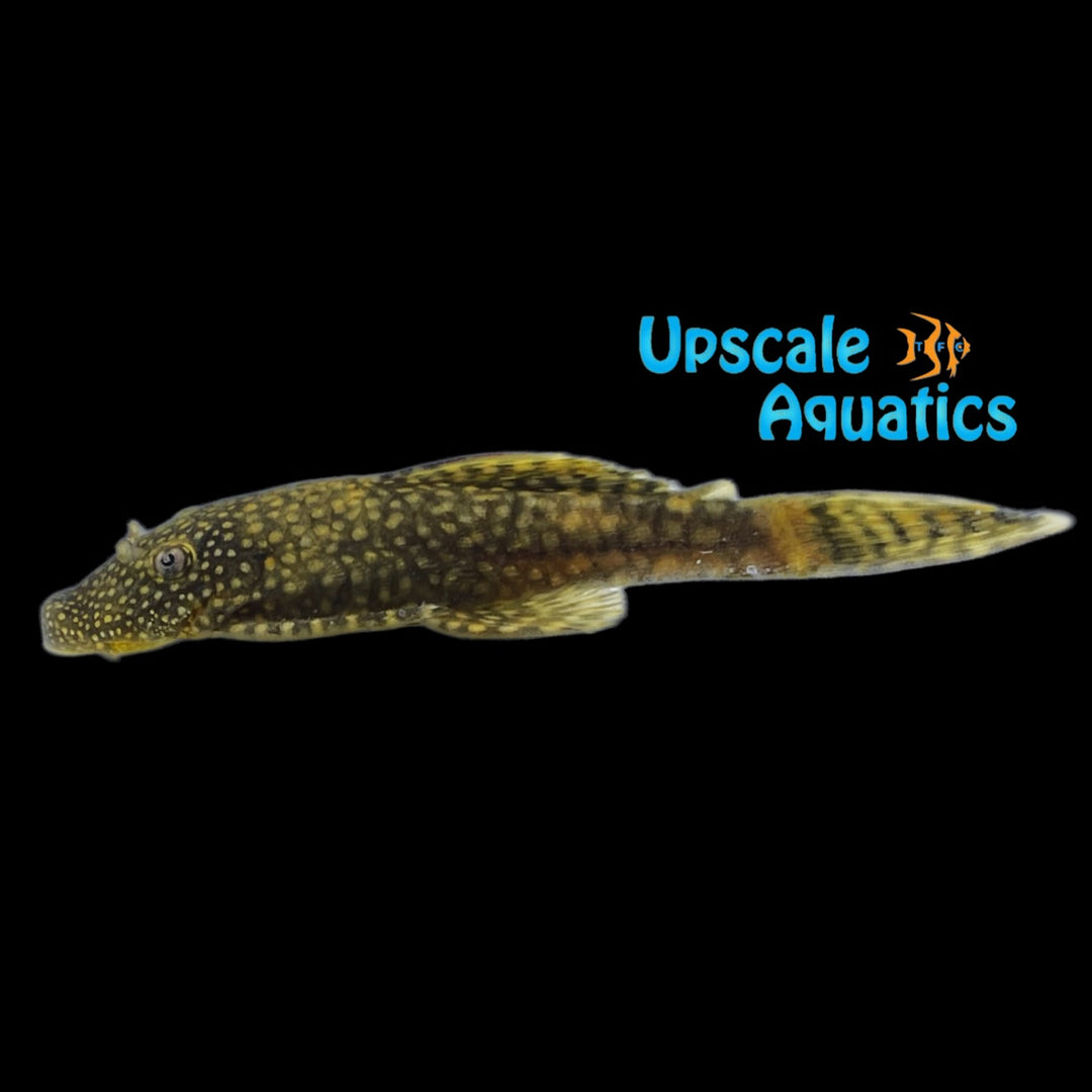 Lemondrop Bristlenose Pleco (Ancistrus sp.)