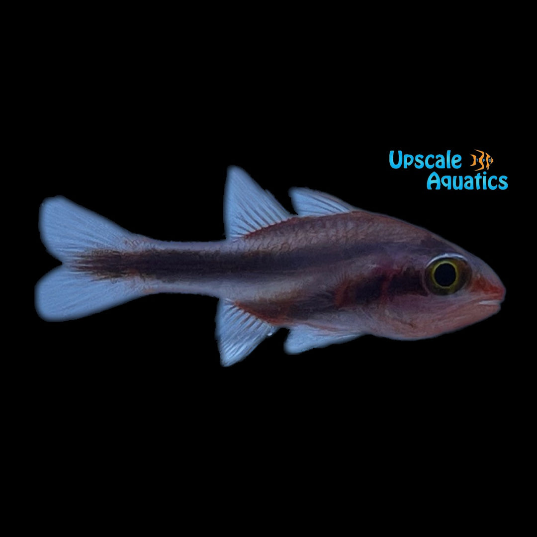Halfband Cardinalfish (Apogon semiornatus)