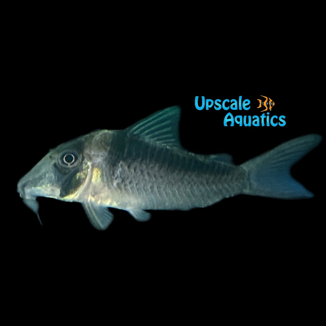Sawtooth Cory (Corydoras serratus)