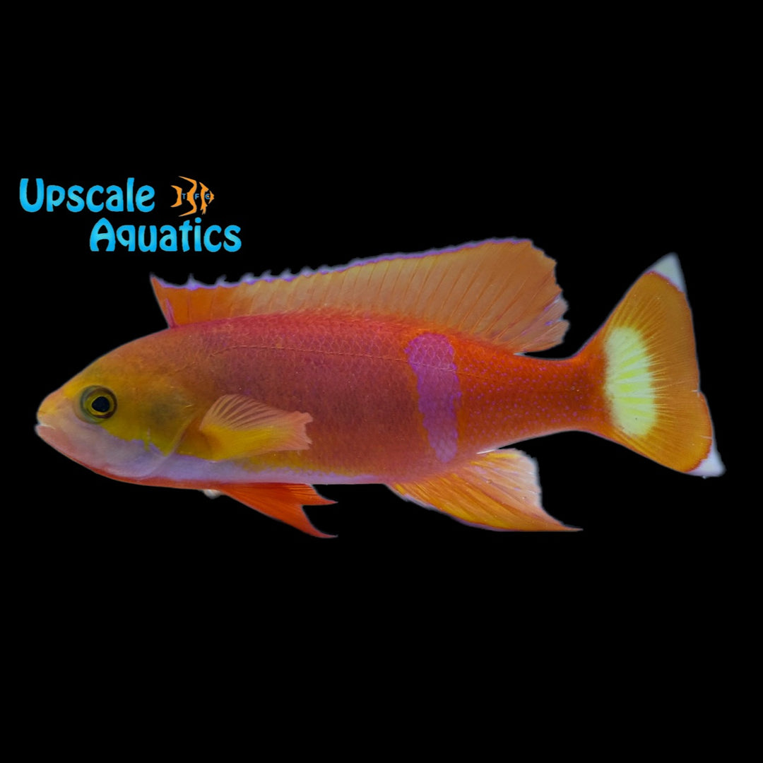 Pictilis Anthias - Male (Pseudanthias pictilis)